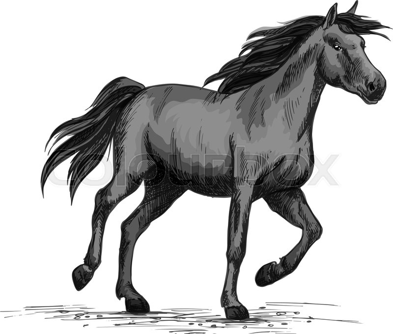800x681 Horse Racing On Sport Races. Wild Black Race Horse Mustang Running - Racehorse Sketch