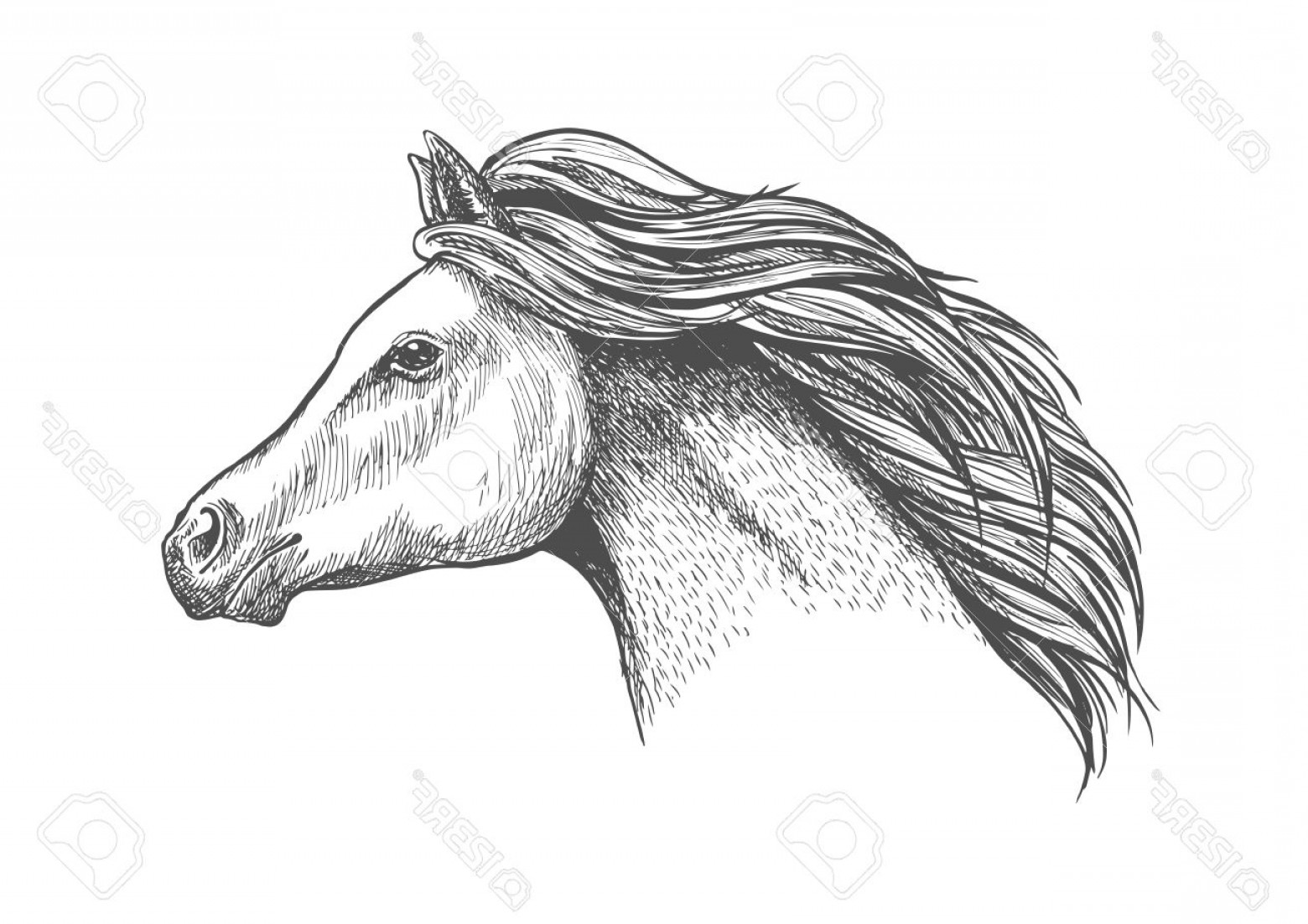1560x1102 Photostock Vector Racehorse Mare Head Sketch With Flowing Curly - Racehorse Sketch