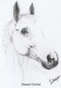 211x300 Memorabilia Racehorse Desert Orchid Artwork Pencil Sketch Ebay - Racehorse Sketch