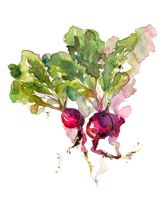 570x713 Kitchen Art Spring Gardening Radish Watercolor 8x10 Print Etsy - Radish Sketch