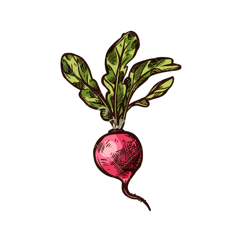 800x800 Radish Vector Sketch Vegetable Icon - Radish Sketch
