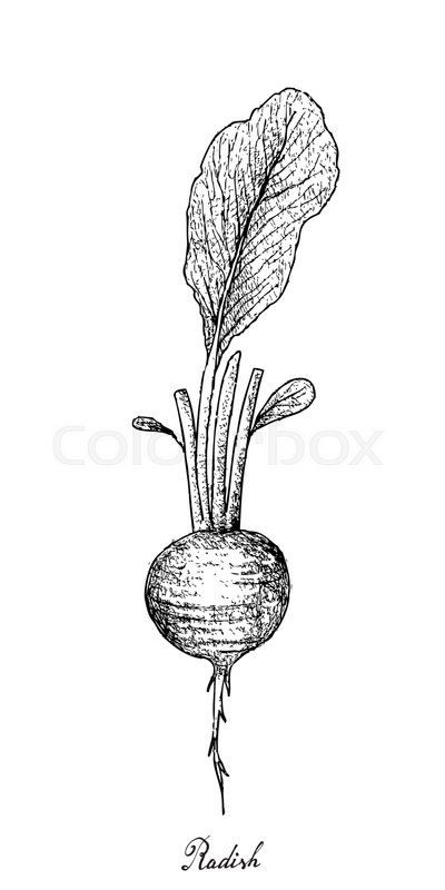 400x800 Root And Tuberous Vegetables, Illustration Hand Drawn Sketch Of - Radish Sketch