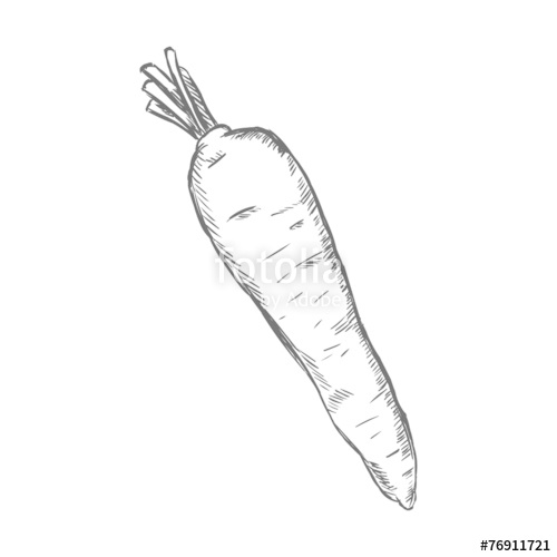 500x500 Vector Single Sketch Carrot Stock Image And Royalty Free Vector - Radish Sketch