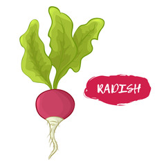 240x240 Vector Illustration Of A Radish. Sketch, Color. Vivid Picture Of A - Radish Sketch
