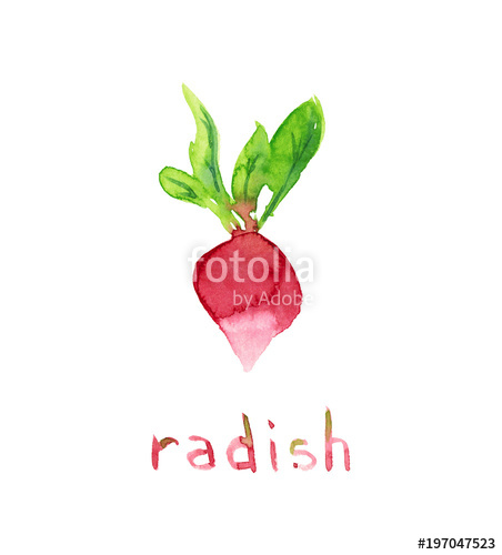 452x500 Watercolor Hand Drawn Sketch Illustration Of Radish With Lettering - Radish Sketch