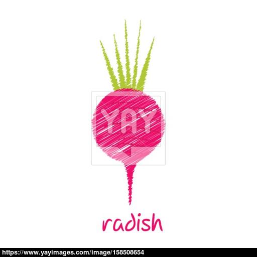 512x512 Radish, Sketch Design Vector Vector - Radish Sketch