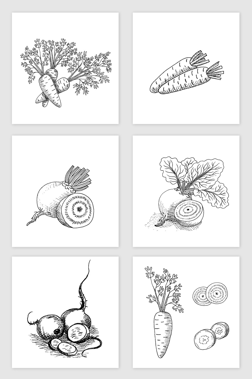 1024x1540 Black And White Line Drawing Hand Drawn Sketch Radish Vector - Radish Sketch