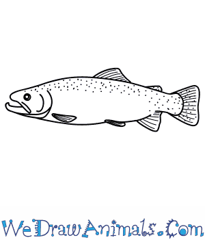 300x350 How To Draw A Trout - Rainbow Trout Sketch