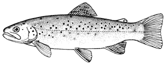 332x130 Natural History Of The White Inyo Range - Rainbow Trout Sketch