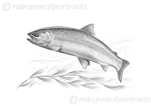 300x212 Rainbow Trout Fly Game Fishing Signed Art Print Drawing Picture - Rainbow Trout Sketch