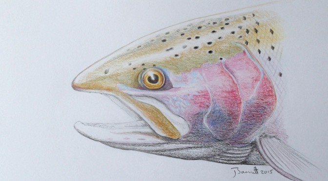 672x372 Rainbow Pencil Sketch Wilderness Trout - Rainbow Trout Sketch