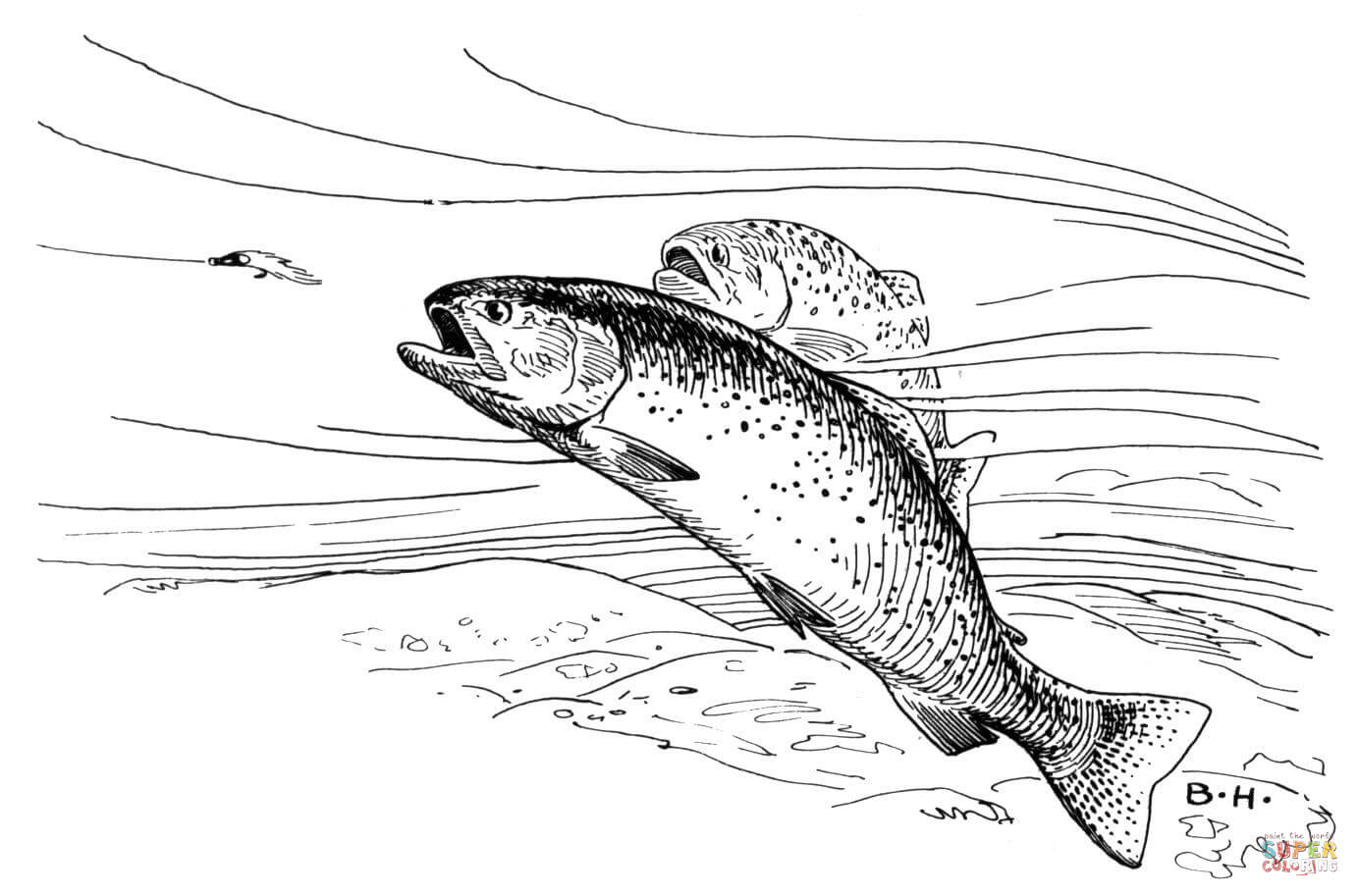 1384x913 Rainbow Trout Coloring Pages 2643194 - Rainbow Trout Sketch