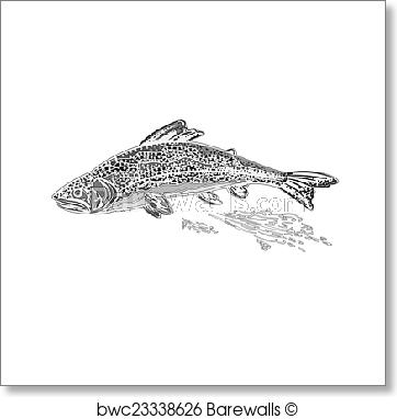 Rainbow Trout Sketch at PaintingValley.com | Explore collection of ...