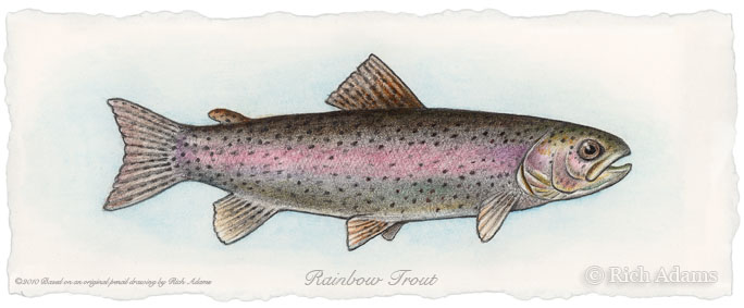 684x283 Rainbow Trout Study Rich Adams Woodworking - Rainbow Trout Sketch