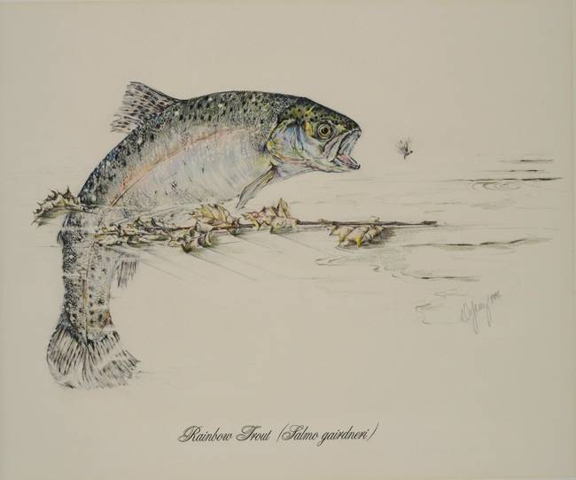 Rainbow Trout Sketch At Paintingvalley.com 