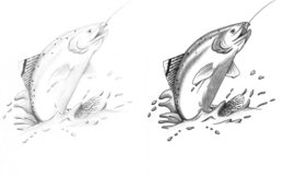 260x163 Rainbow Trout Clipart - Rainbow Trout Sketch