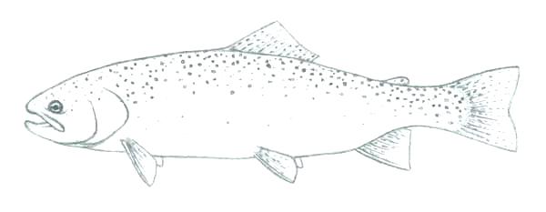 600x233 Salmon Coloring Pages Brook Trout - Rainbow Trout Sketch