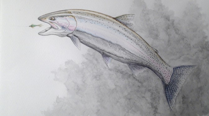 672x372 Drawing Wilderness Trout - Rainbow Trout Sketch