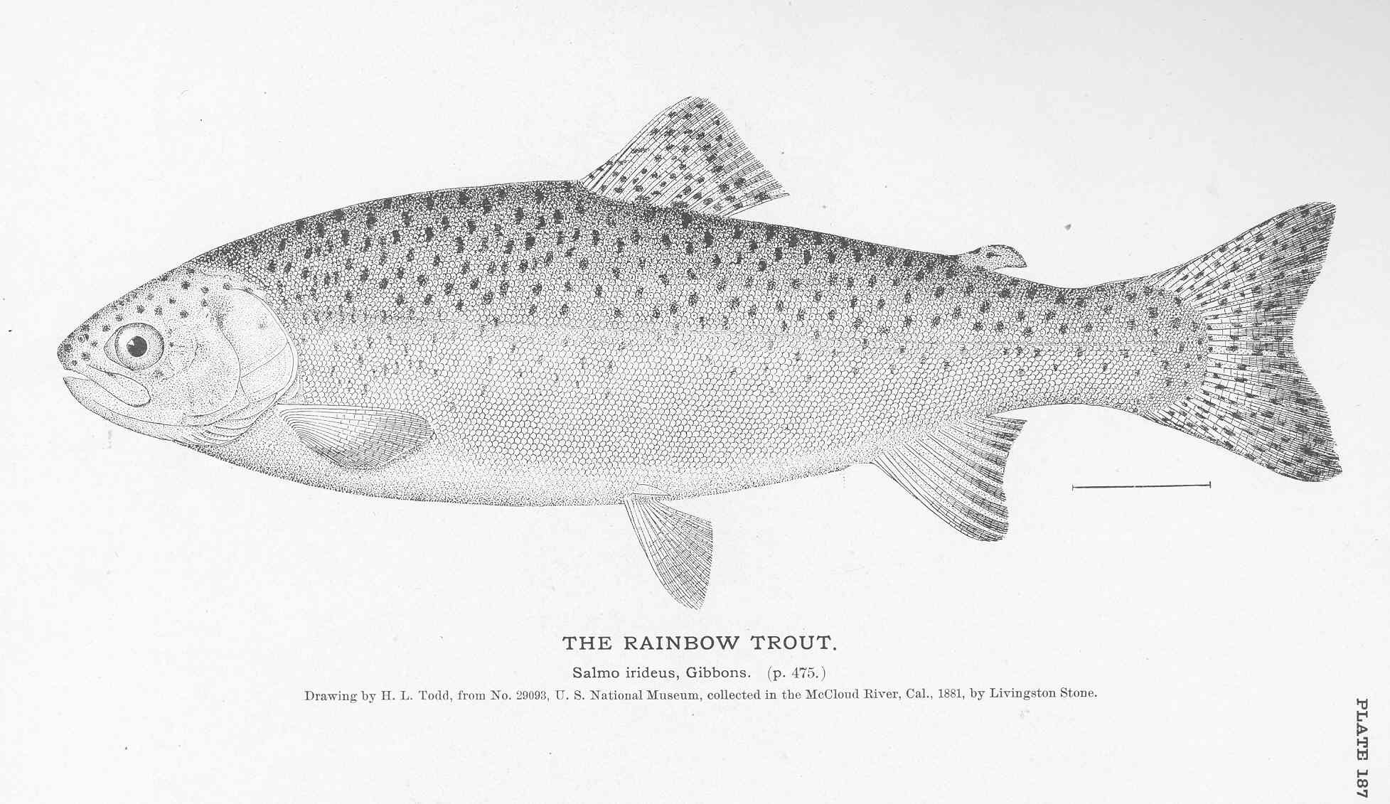 1955x1131 Filefmib 51068 Rainbow Trout.jpg - Rainbow Trout Sketch