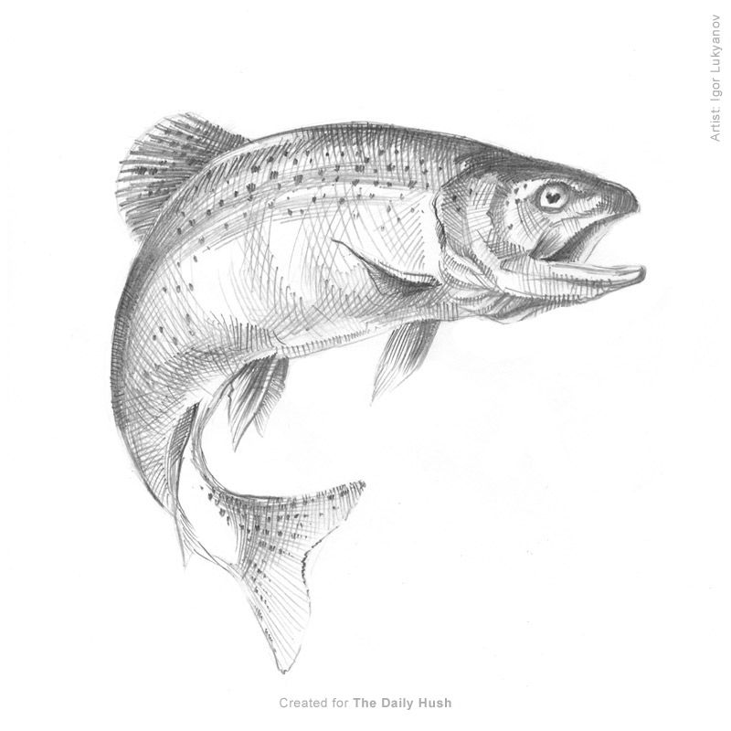800x800 Fish Trout Sketch Drawing Www.pennylure - Rainbow Trout Sketch