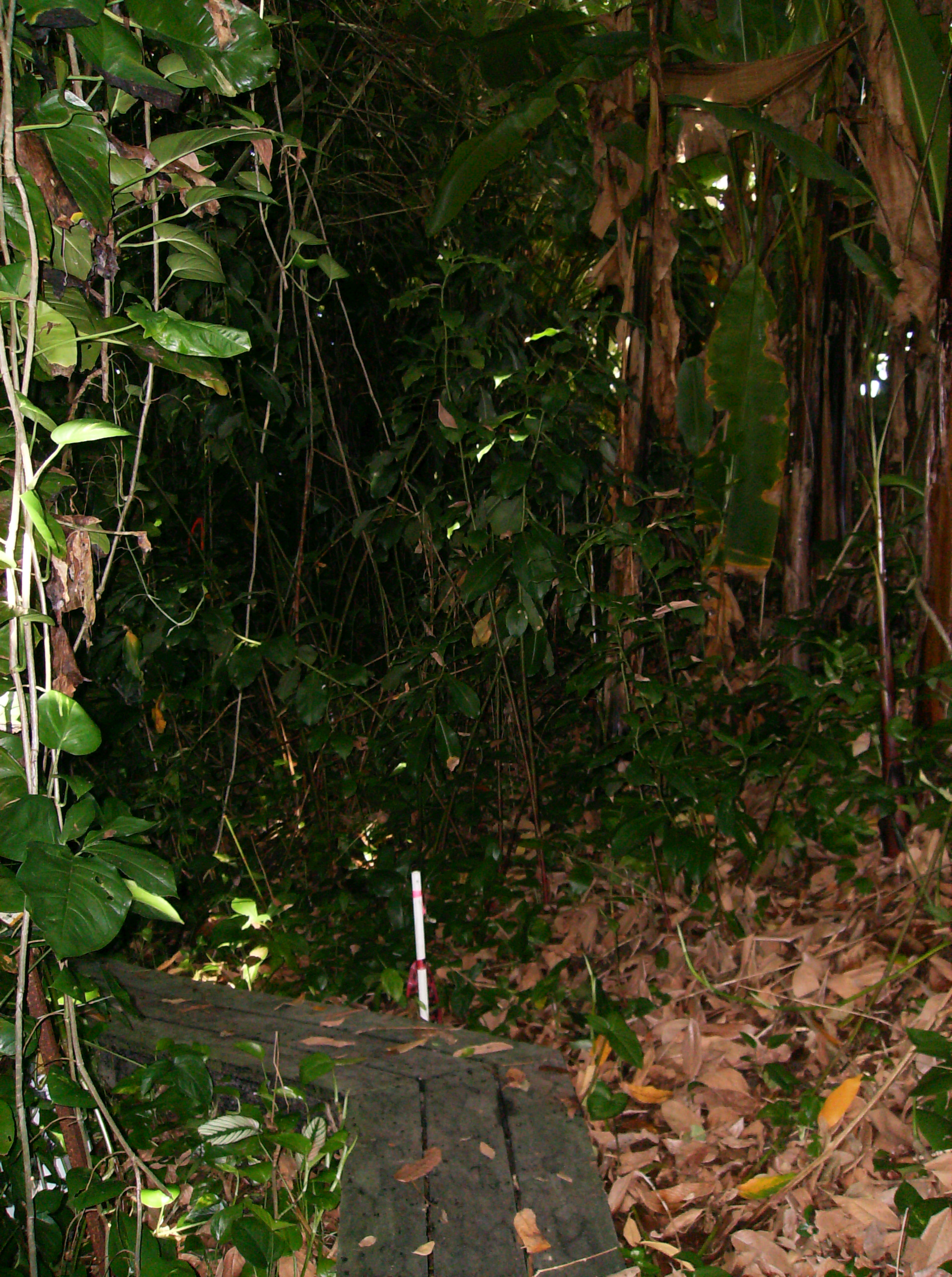 1920x2576 Off The Beaten Path A Sketch Of Biosphere 2 Visitors Field - Rainforest Sketch