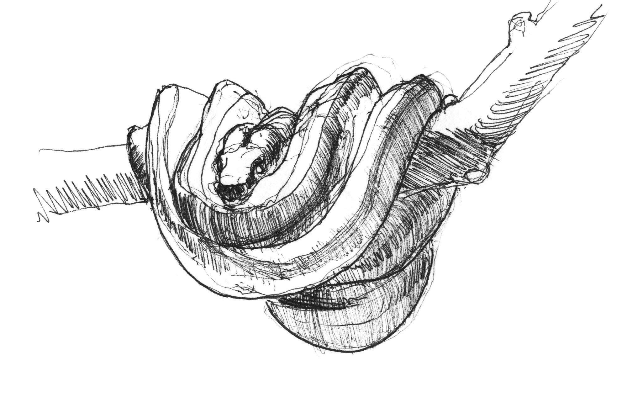 2000x1301 Pix For Gt Tropical Rainforest Sketch Art Sketches - Rainforest Sketch