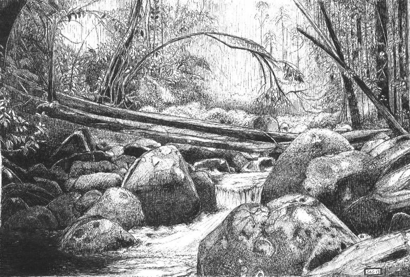 800x541 Rainforest Drawing - Rainforest Sketch
