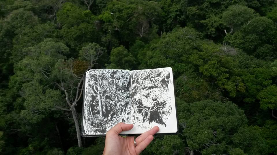 960x540 Rainforest Canopy Sketch - Rainforest Sketch