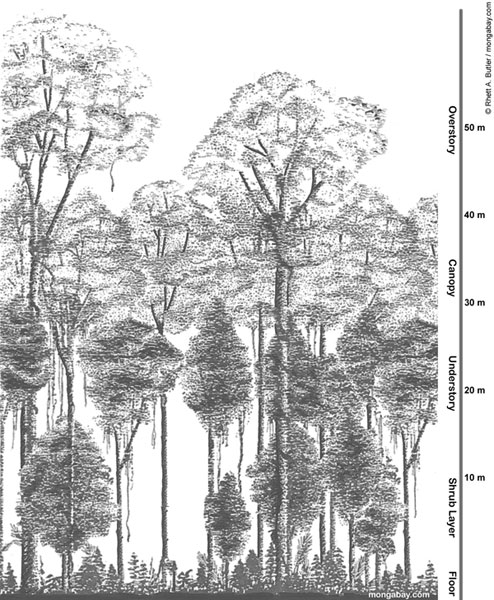 494x600 The Rainforest Canopy - Rainforest Sketch