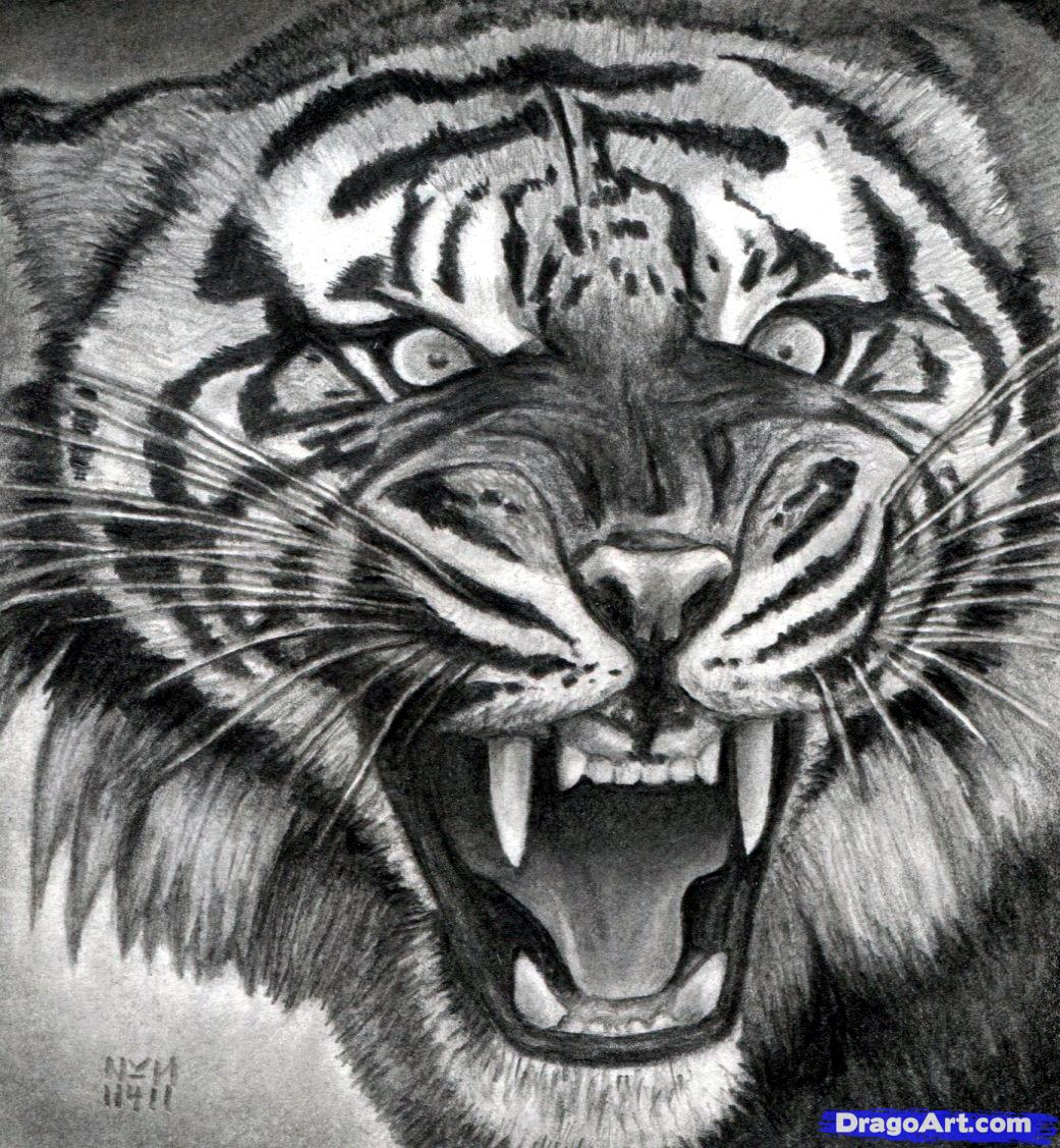 1041x1127 Tiger Face Image Sketch How To Draw A Roaring Tiger, Stepstep - Rainforest Sketch