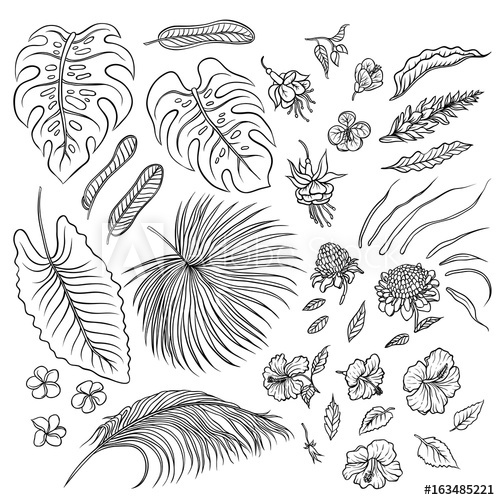 500x500 Vector Sketch Black And White Set Of Isolated Elements. The Leaves - Rainforest Sketch