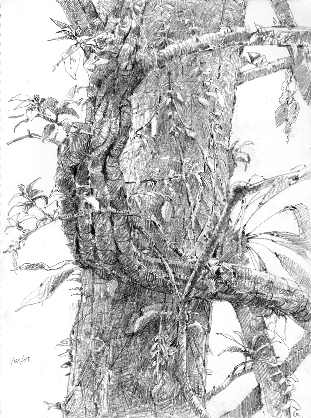 1065x1432 From A Pile Of Old Drawings Drawing The Motmot - Rainforest Tree Sketch