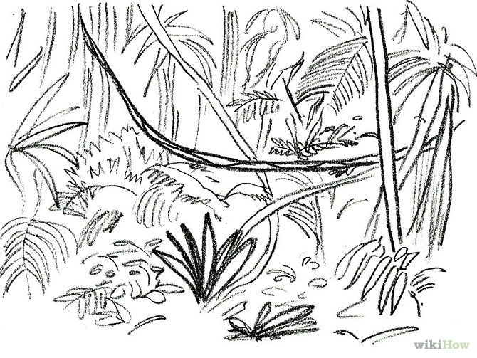 670x503 Junglerainforest Plants Drawing Panther Tattoo Designs - Rainforest Tree Sketch
