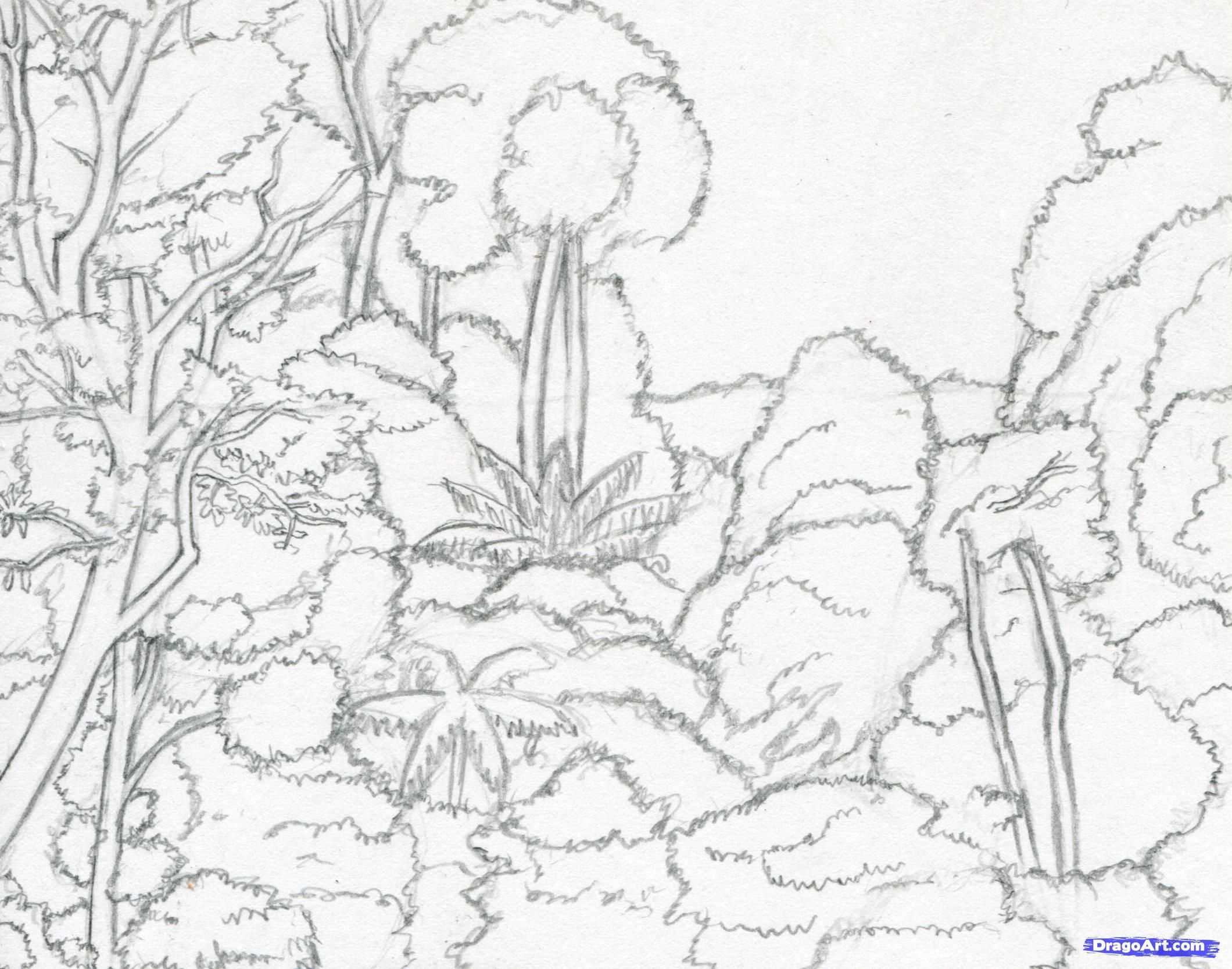 2120x1667 Pin By Lisa Ann On Rainforest Beauty Drawings And - Rainforest Tree Sketch