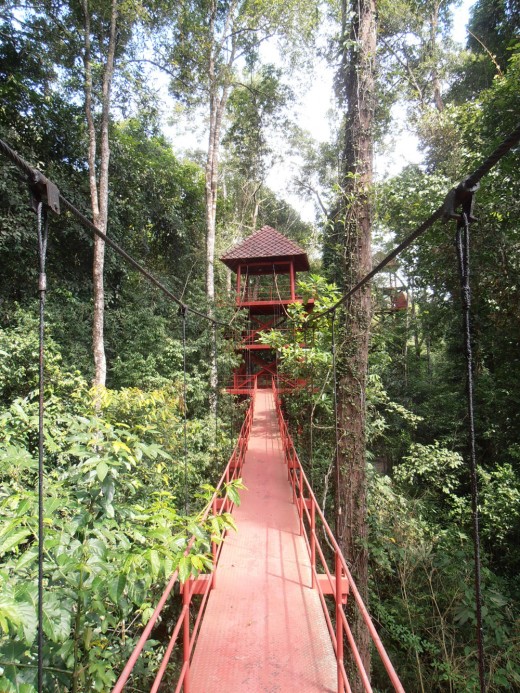 520x693 Rainforest Trees For Beginners Owlcation - Rainforest Tree Sketch