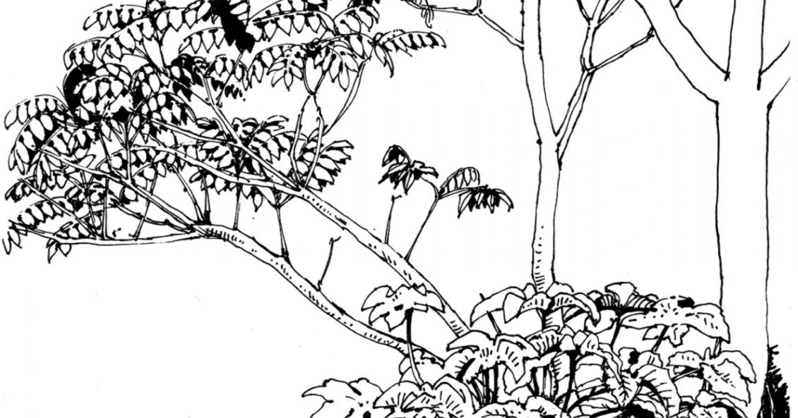 1130x593 Tropical Rainforest Trees Drawing Amazing Wallpapers - Rainforest Tree Sketch