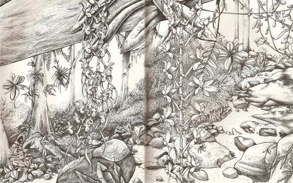 600x375 Rainforest Pencil Drawing - Rainforest Tree Sketch