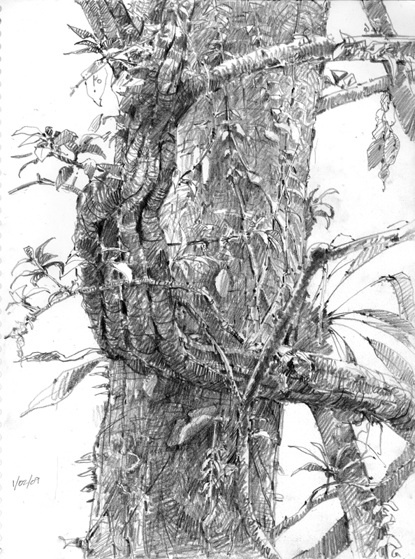 594x800 Crazy Birds And The Fun Of Forest Drawing Drawing The Motmot - Rainforest Tree Sketch