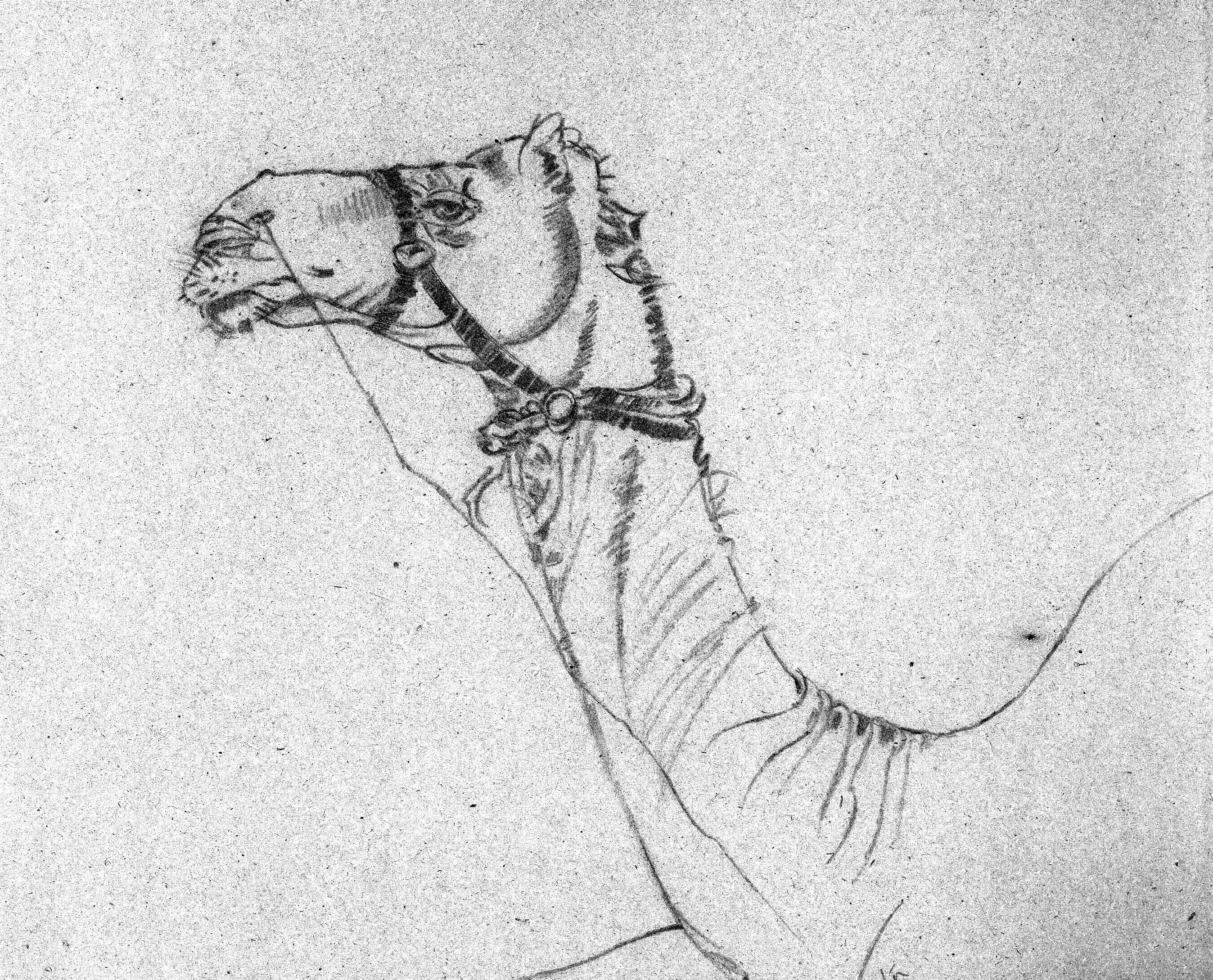 2695x2178 Pencil Sketch Of Camel On Location Of Jaipur, Rajasthan, India - Rajasthani Sketch