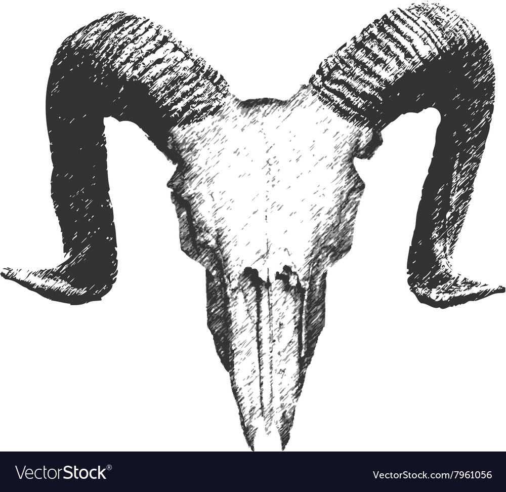 1000x972 Hand Drawn Goat Skull Vector 7961056 With Ram Drawing Resizr.co - Ram Head Sketch