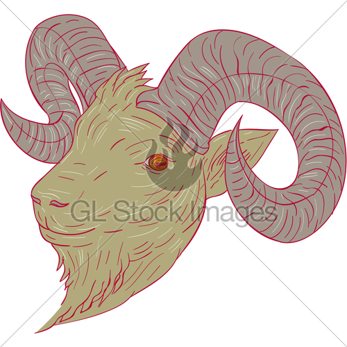 500x500 Mountain Goat Ram Head Drawing Gl Stock Images - Ram Head Sketch