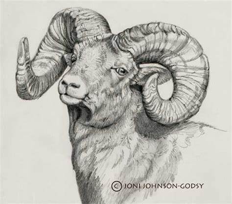 474x416 Ram Animal Head Sketch. Display Frame - Ram Head Sketch