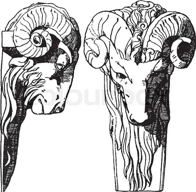 800x784 Ram Head Is A Dates Back To The Late Renaissance, Vintage Line - Ram Head Sketch