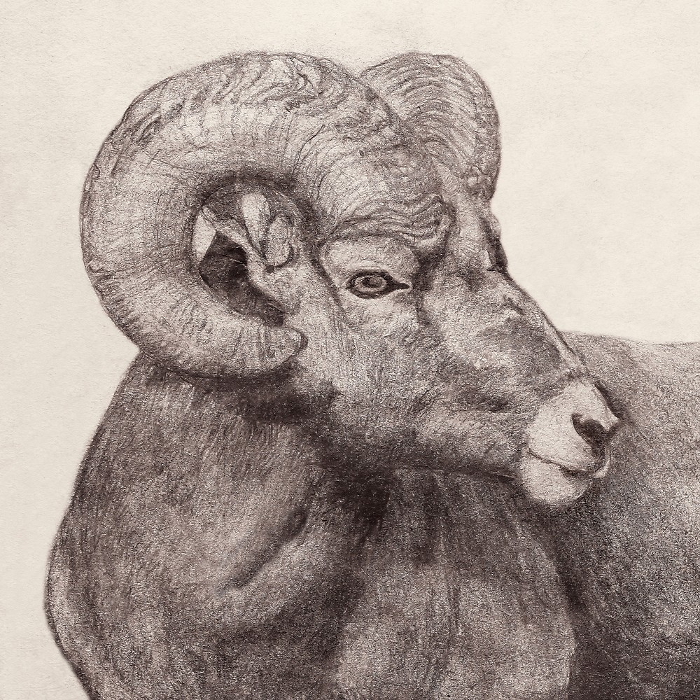 Ram Head Sketch at PaintingValley.com | Explore collection of Ram Head ...