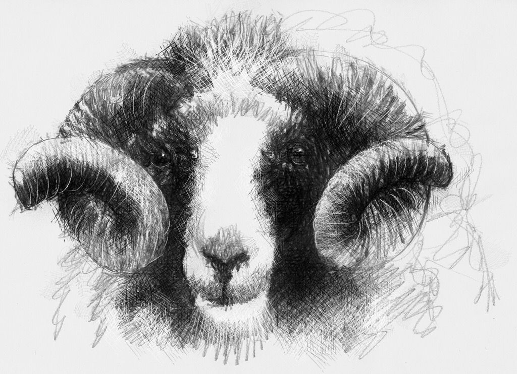 Ram Head Sketch at PaintingValley.com | Explore collection of Ram Head ...