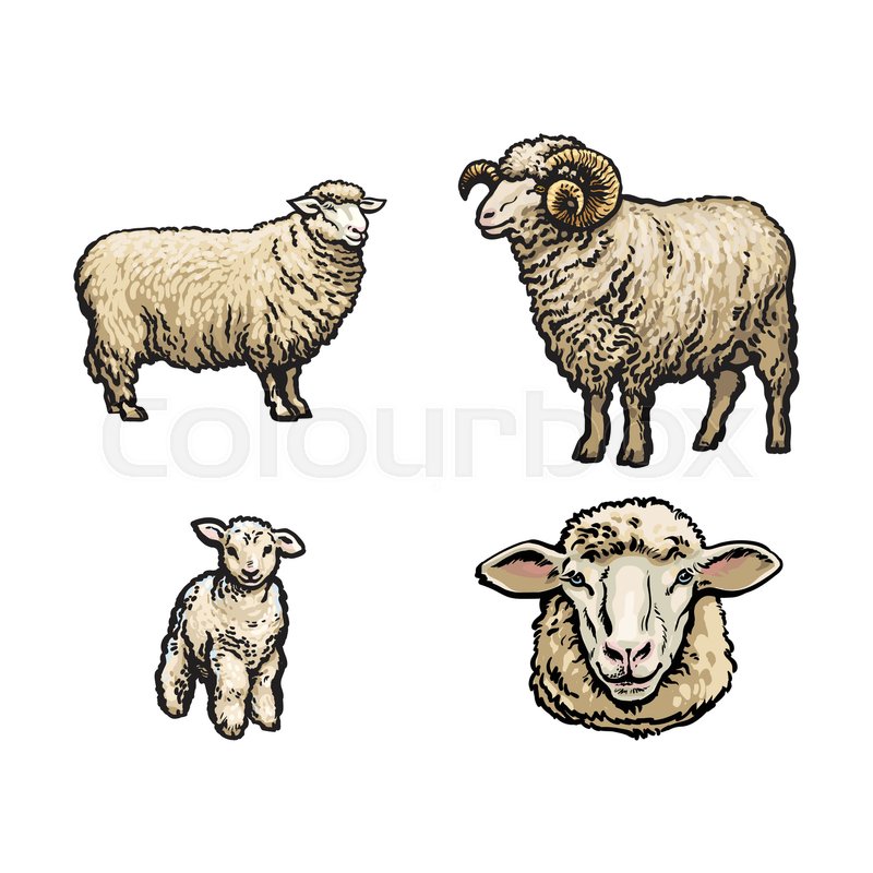 800x800 Vector Sketch Cartoon Style Sheep, Horned Ram Lamb And Sheep Head - Ram Head Sketch