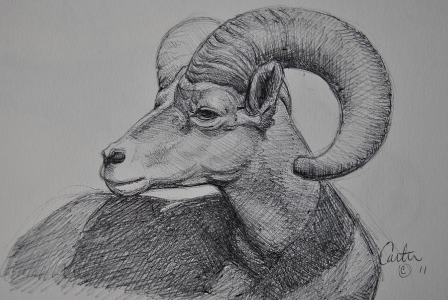 900x604 Ram Sketch. Drawing By Calvin Carter - Ram Sketch