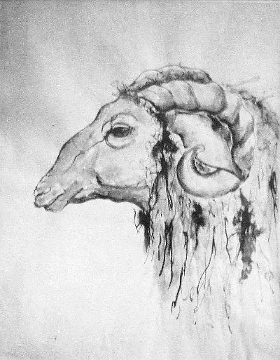 400x513 Ram Sketch - Ram Sketch