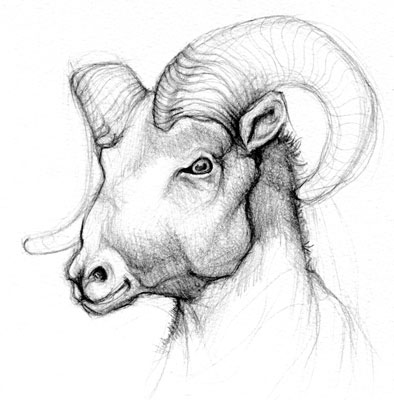 394x400 Sketchbookafricaram No.1 - Ram Sketch