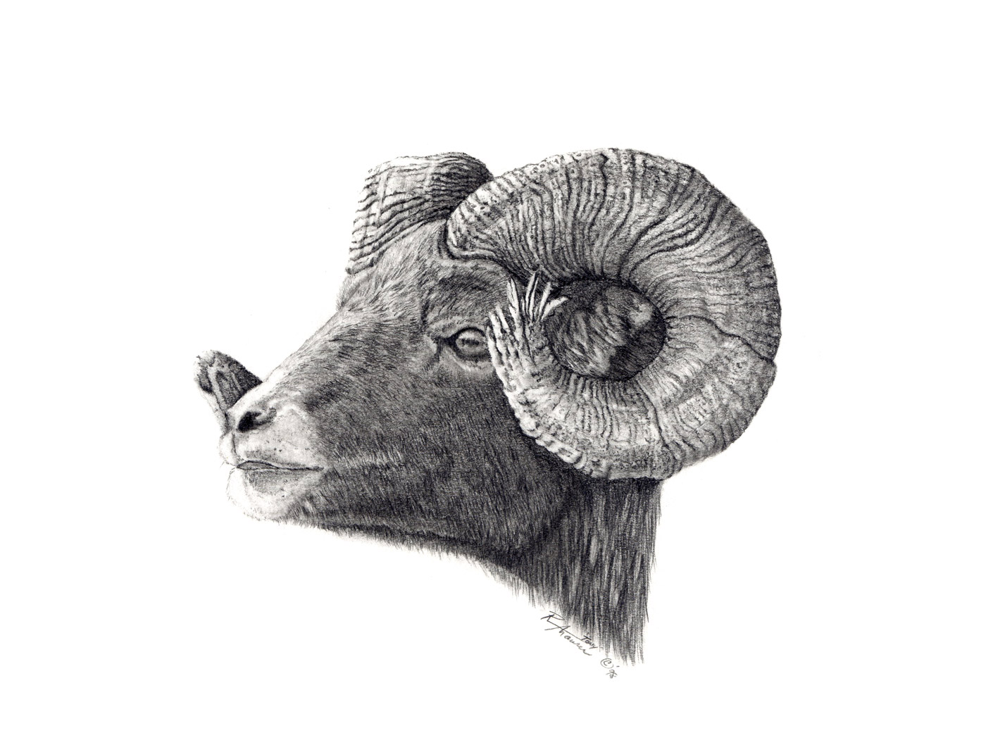 Ram Sketch at PaintingValley.com | Explore collection of Ram Sketch